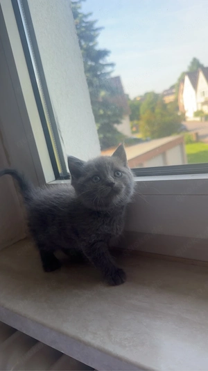 ein kitten britisch Kurzhaar Junge alt 2 monate