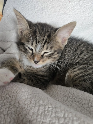    Süßer Kater sucht ein neues Zuhause   