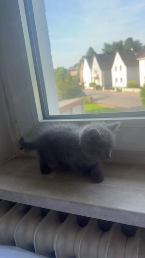 Kitten BKH junge alt 2 monat 