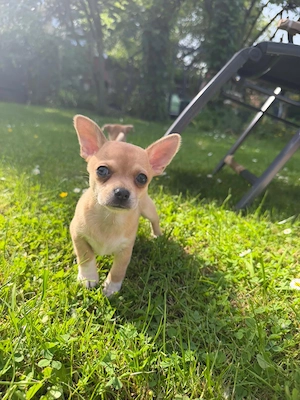 Zwei Chihuahua Welpen