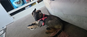 16. Wochen alter schäferhundwelpe