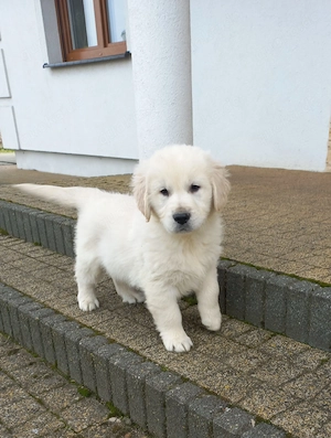 Golden Retriever Welpe 
