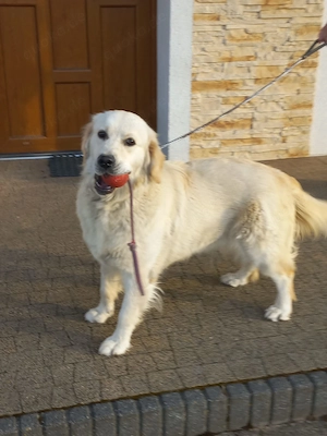 Golden Retriever Welpe 