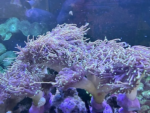 Euphyllia glabrescens "Dragon Soul"