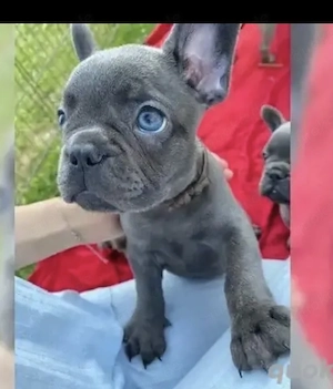 Französische Bulldoggen Welpen 