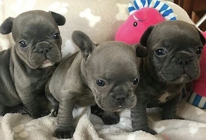 Französische Bulldoggen Welpen  Bild 9