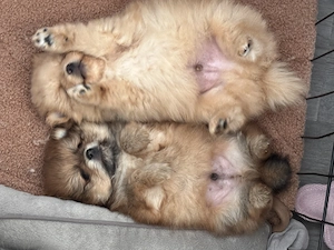 Zwergspitz Pomeranian Welpen   