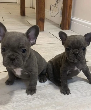 Französische Bulldoggen Welpen  Bild 8