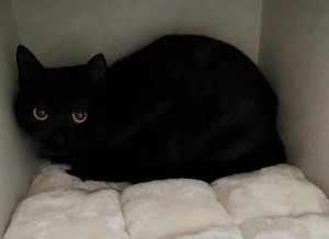 schwarzer junger Kater