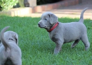Reinrassige Silber Labrador Welpen suchen ein wundervolles Zuhause