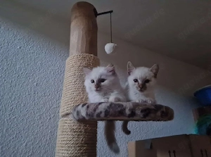 Birma EKH Kitten Abgabe bereit 25.5 