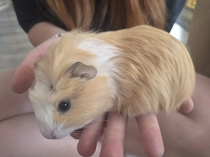 Meerschweinchen Jungtier Böckchen  