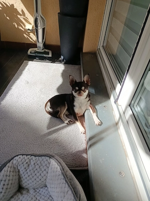 Liebevoller Chihuahua Rüde  Bild 4