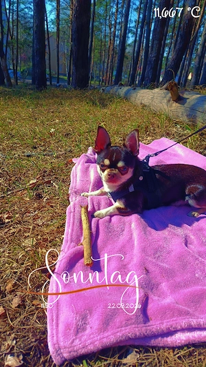 Liebevoller Chihuahua Rüde  Bild 5