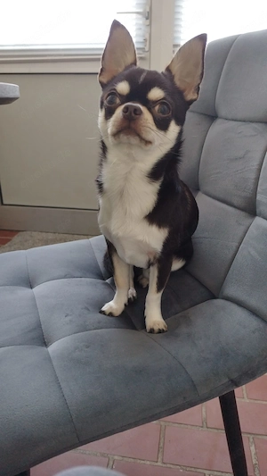 Liebevoller Chihuahua Rüde  Bild 3