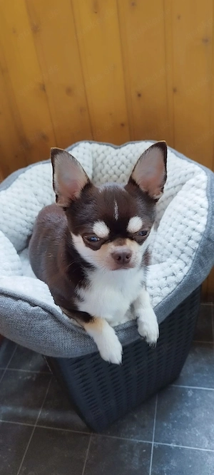 Liebevoller Chihuahua Rüde  Bild 2