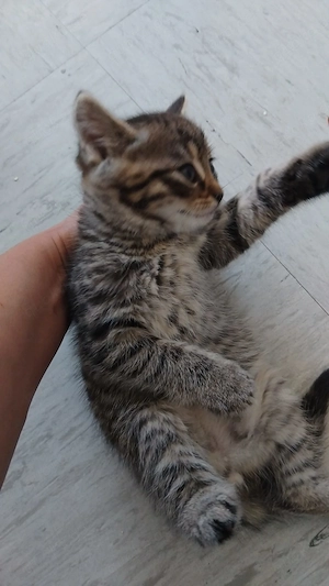 Kleine Katzen sher süß 