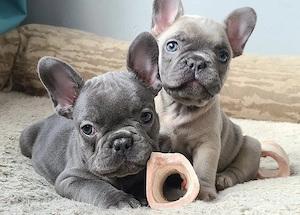 Französische Bulldoggen Welpen