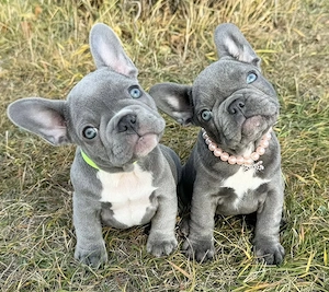 Französische Bulldoggen Welpen !!