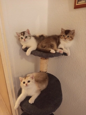 BKH Kitten 