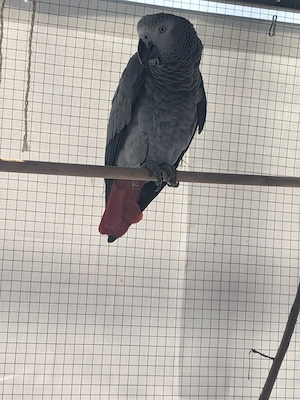 Graupapagei weibchen 