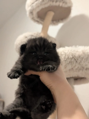 BKH Kitten 
