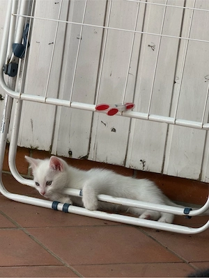 katzenbabys abzugeben