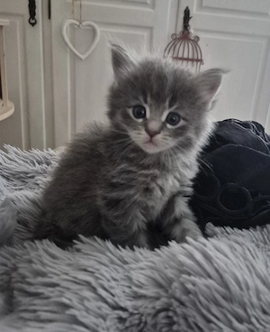 Maine Coon  Norweger Mixe
