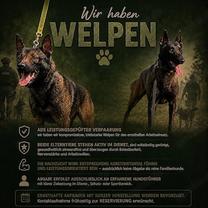 X-Mechelaar   X-Herder Welpen 