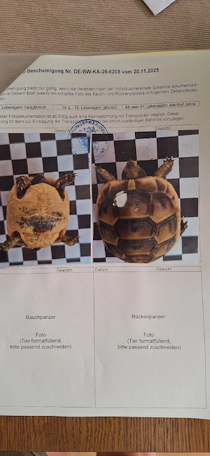 Maurische landschildkröten 