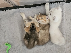 BKH Kitten zu verkaufen 