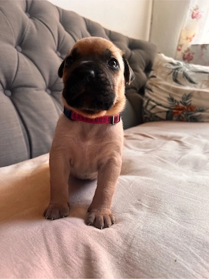 Cane Corso Welpen  Bild 2