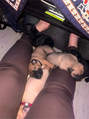 Cane Corso Welpen  Bild 3