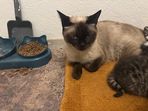 Katzen zu ab geben