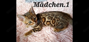 Süße Bengalkitten