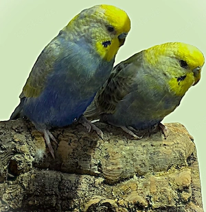 **2 Rainbow-Kaiser-Wellensittiche mit großer More-Darwin-Zimmervoliere** Bild 5