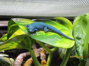 Lygodatylus williamsi, Himmelblauer Zwergtaggecko