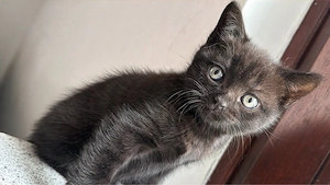 BKH Kitten