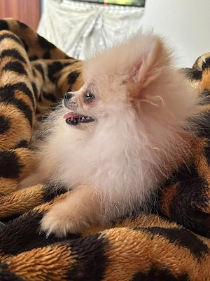 pomeranian zwergspitz gechipt geimpft entwurmt