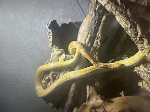 Kornnattern  Adult 0.1
