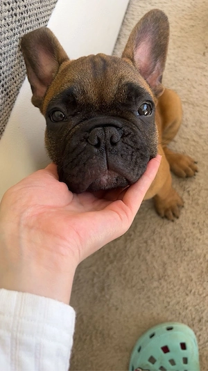 Französische Bulldoggen Welpen 