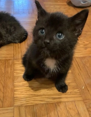 Kitten Bengal Mix