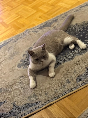 katze zum verksufen
