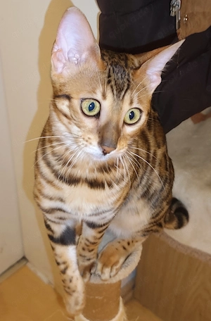 Reinrassige Bengalkatze Brown Rosetted