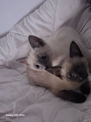 Siamkitten
