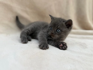 Süße BKH-Mix Kitten suchen ein liebevolles Zuhause   