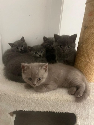 BKH Kitten 