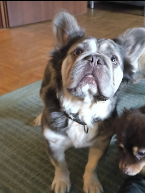 französische Bulldogge Fluffy 