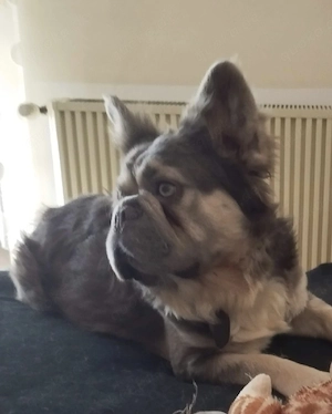 f. Bulldogge Fluffy 