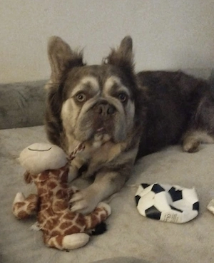 französische Bulldogge 